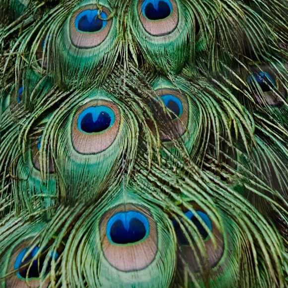 25 10X13 Poly Mailers Peacock Eyes PRICE IS FIRM - Picture 11 of 11
